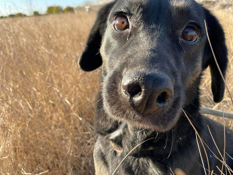Hündin NALA eine sanfte Seele sucht ihr Zuhause