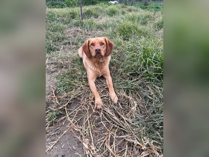 Hündin GRACE sucht ihr neues Zuhause