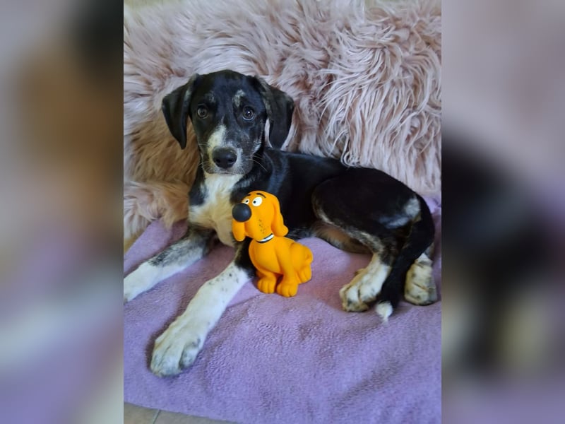 Junghündin HAZEL sucht ihr Glück