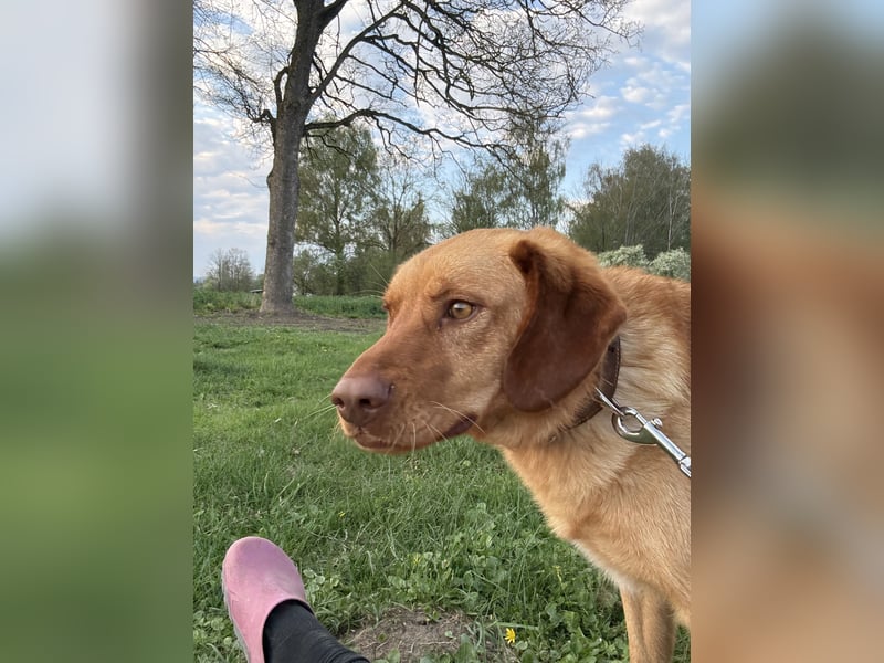 Hündin GRACE sucht ihr neues Zuhause