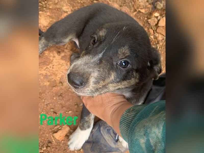 Rüde PARKER sucht seine neue Familie