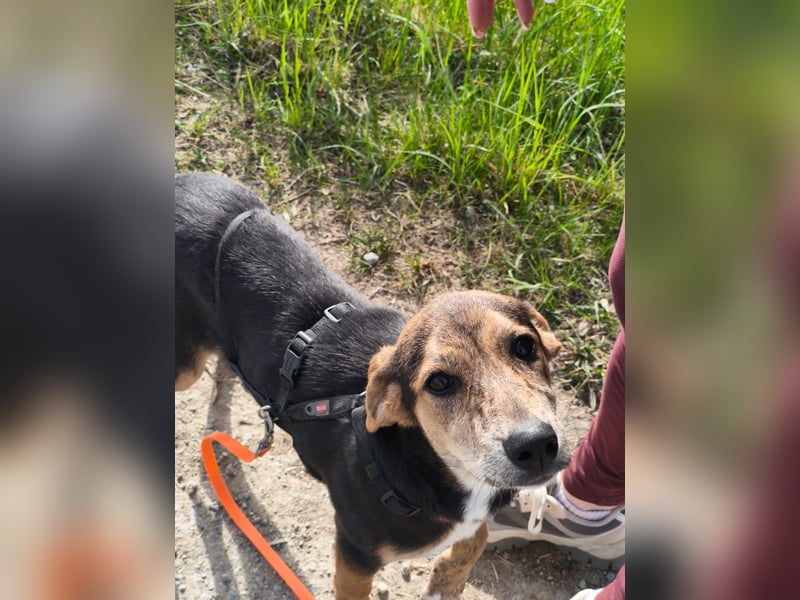 Hündin ROXY sucht ihr Zuhause