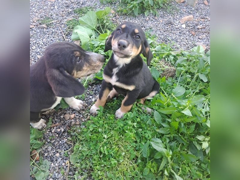 Hündin PAM sucht ihr Für-immer-Zuhause