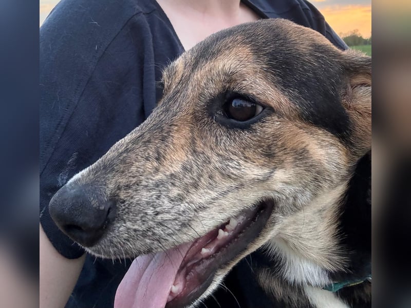 Hündin ROXY sucht ihr Zuhause
