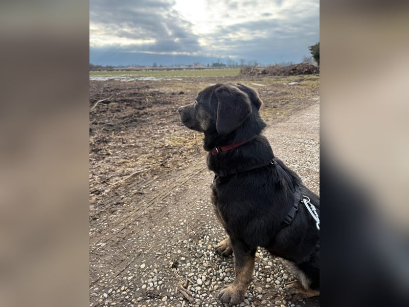 Hündin NALA eine sanfte Seele sucht ihr Zuhause