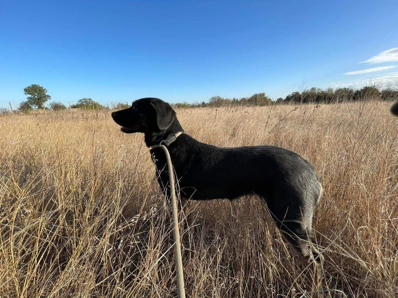 Hündin NALA eine sanfte Seele sucht ihr Zuhause