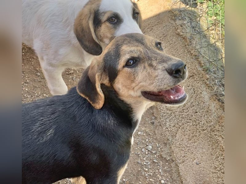 Hündin ROXY sucht ihr Zuhause