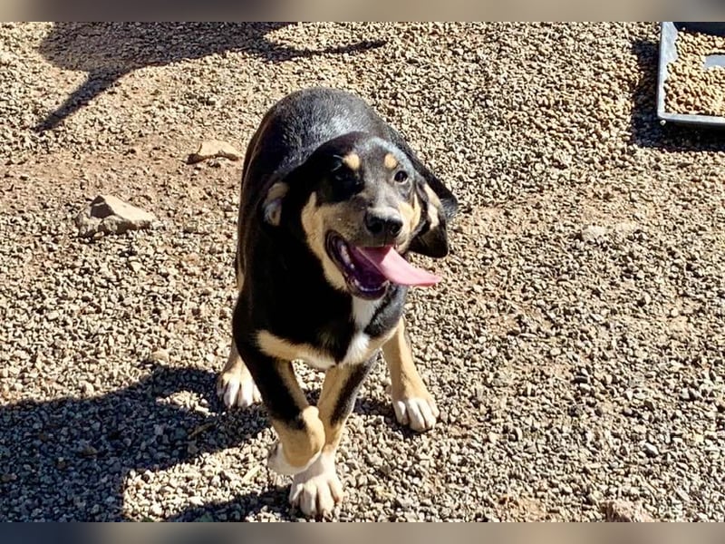 Hündin PENNY sucht ihr grosses Glück