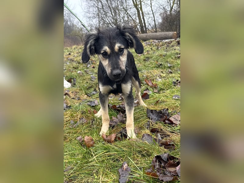 Rüde THEO sucht sein neues Zuhause