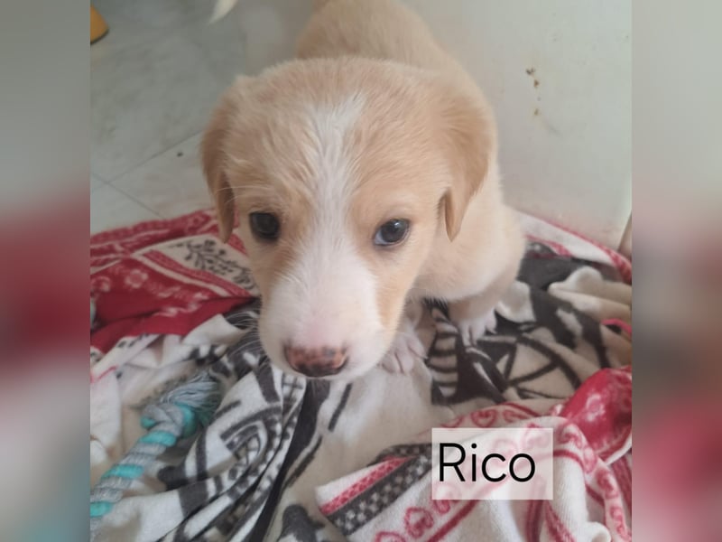 Junghund RICO sanft mit großem Herz