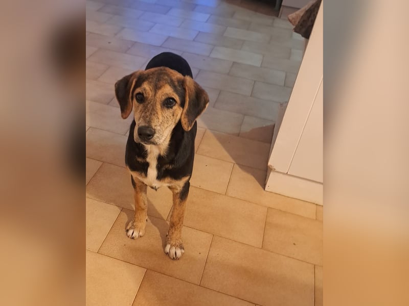 Hündin ROXY sucht ihr Zuhause