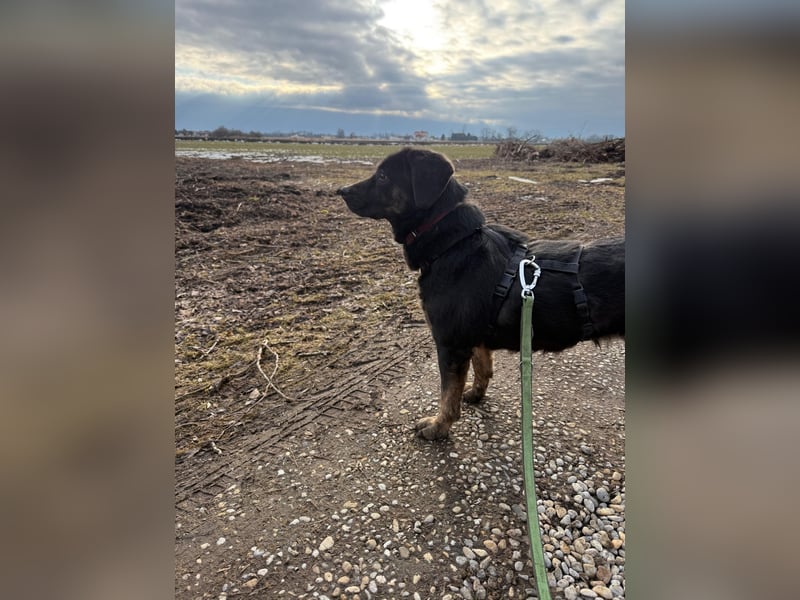 Hündin NALA eine sanfte Seele sucht ihr Zuhause