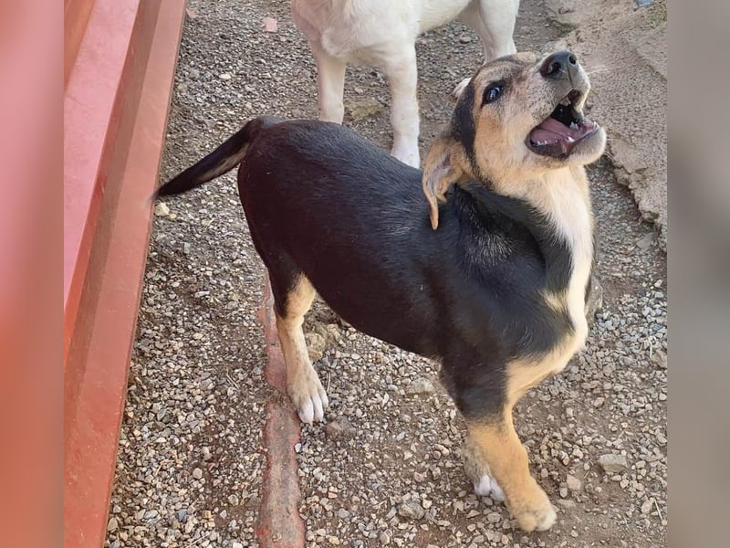 Hündin ROXY sucht ihr Zuhause