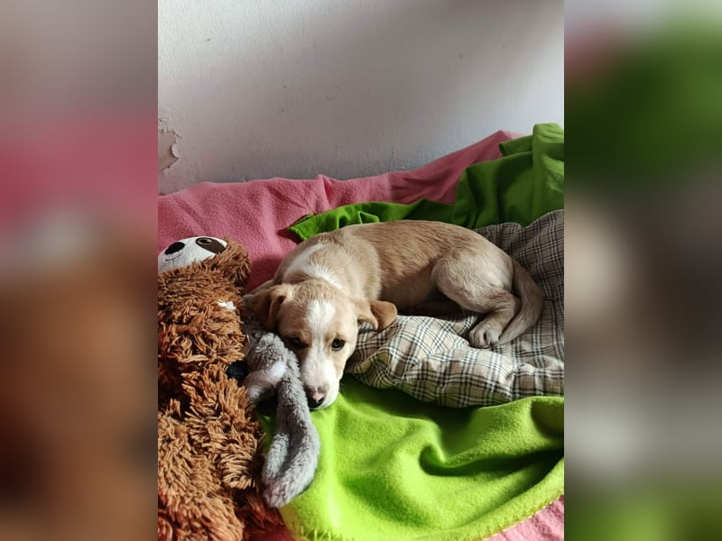 Hündin LINA sucht ein sicheres Körbchen