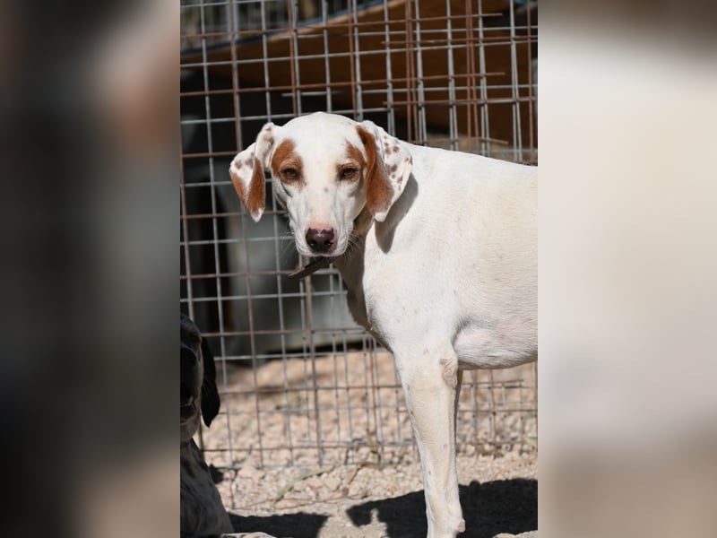 Rüde PLATON sucht sein Körbchen