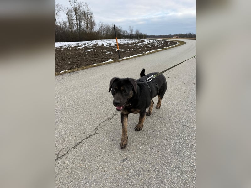 Hündin NALA eine sanfte Seele sucht ihr Zuhause