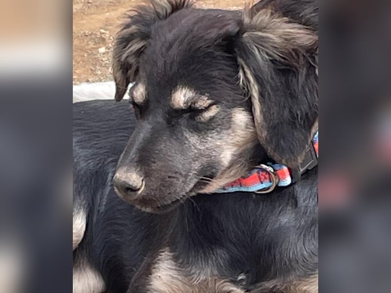 Hündin ANI sucht ihre Familie