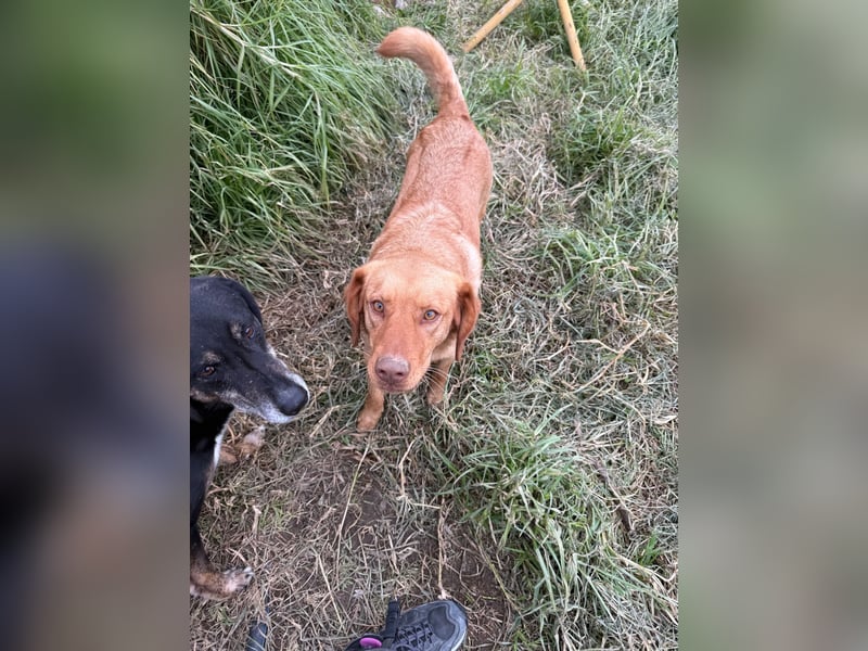 Hündin GRACE sucht ihr neues Zuhause