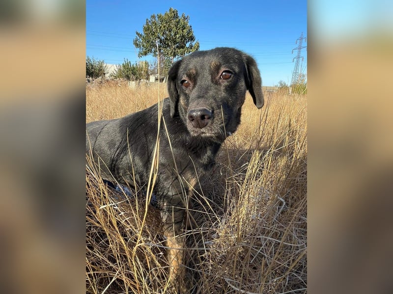 Hündin NALA eine sanfte Seele sucht ihr Zuhause