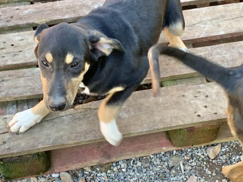 Hündin PENNY sucht ihr grosses Glück