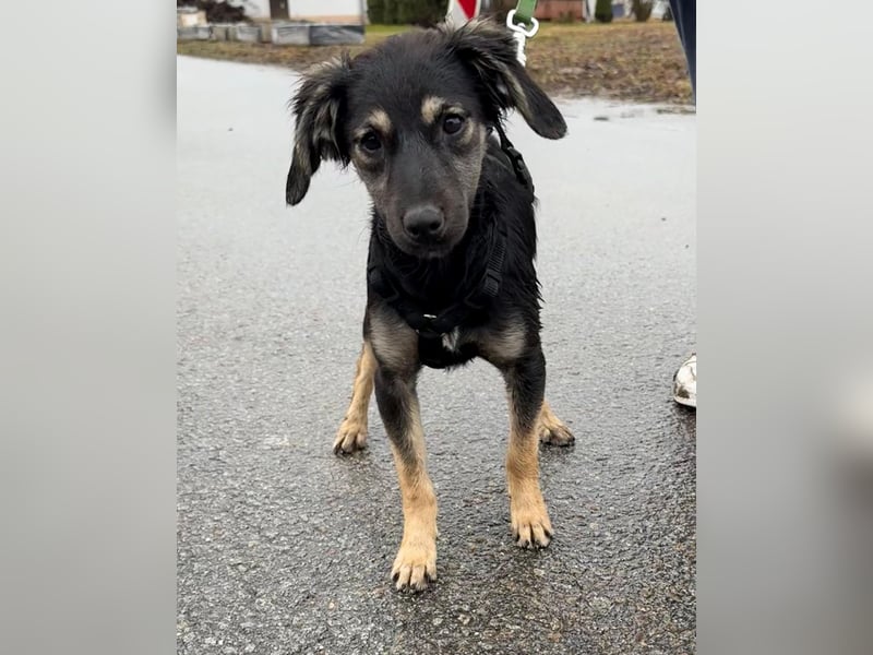 Hündin ANI sucht ihre Familie