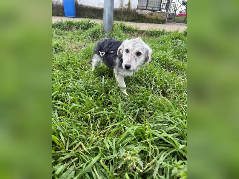 Hündin BELLI sucht ein liebevolles Zuhause