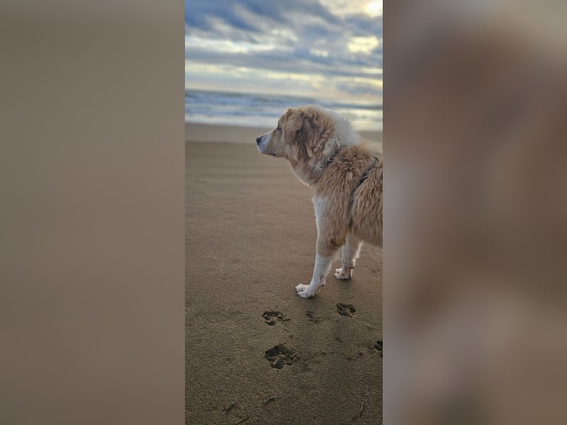 Rüde NILO sucht ein sicheres Zuhause