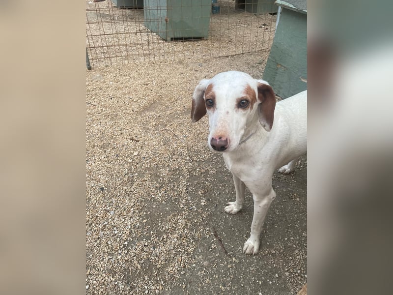 Rüde PLATON sucht sein Körbchen