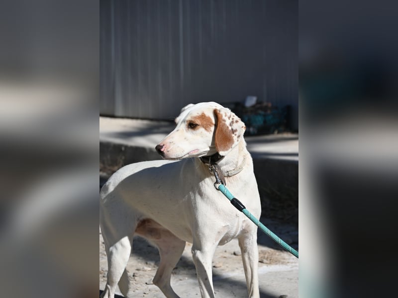 Rüde PLATON sucht sein Körbchen