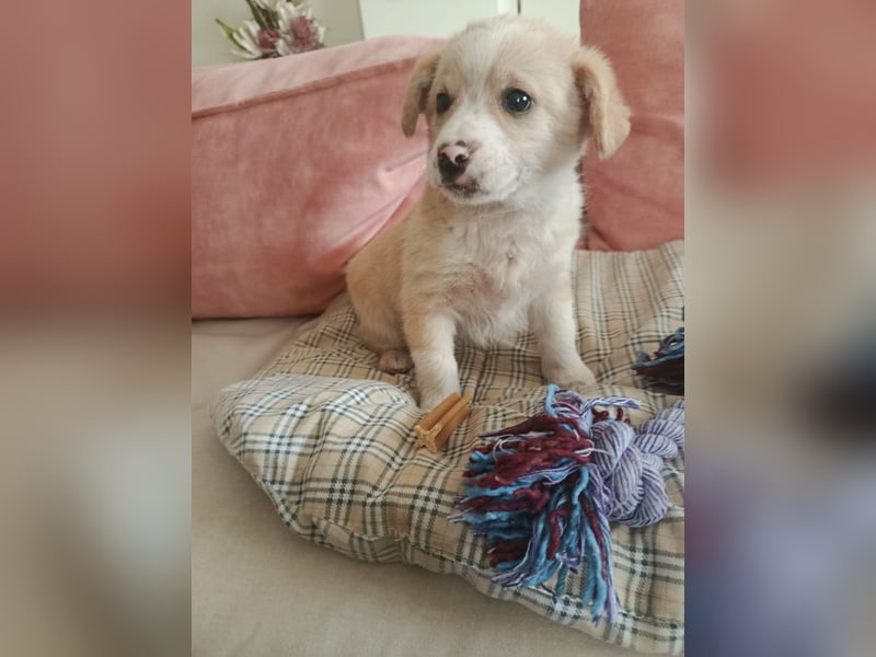 Hündin LINA sucht ein sicheres Körbchen