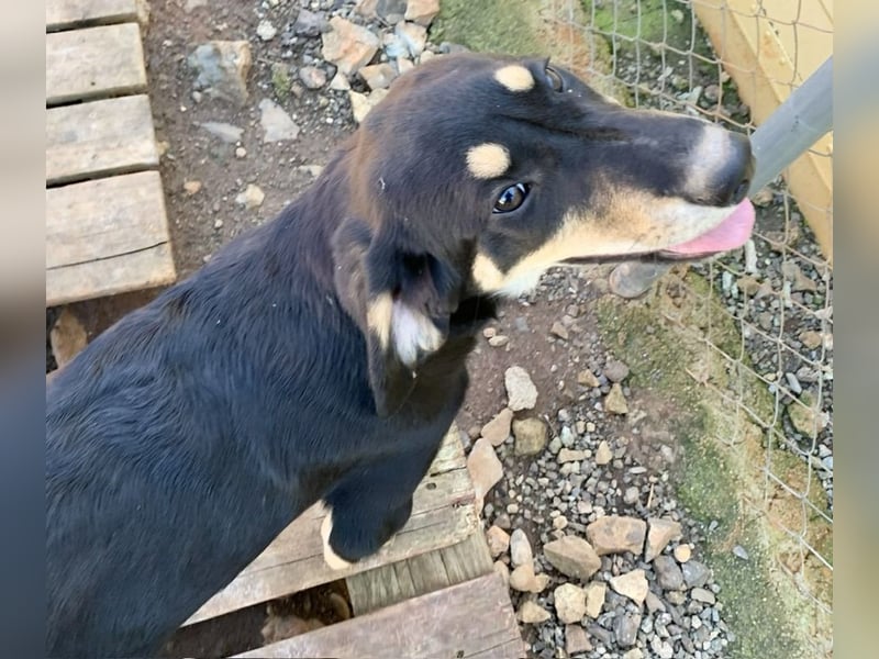 Hündin PAM sucht ihr Für-immer-Zuhause