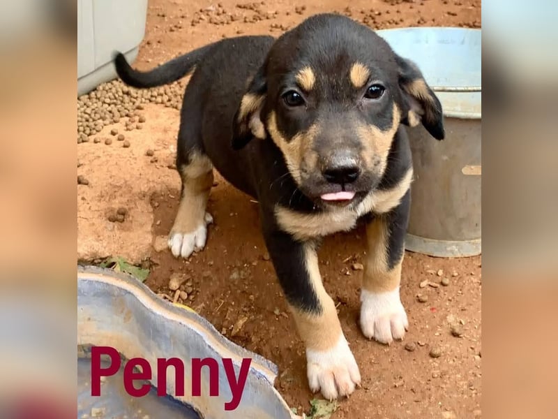 Hündin PENNY sucht ihr grosses Glück