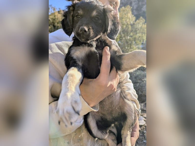 Hündin ANI sucht ihre Familie