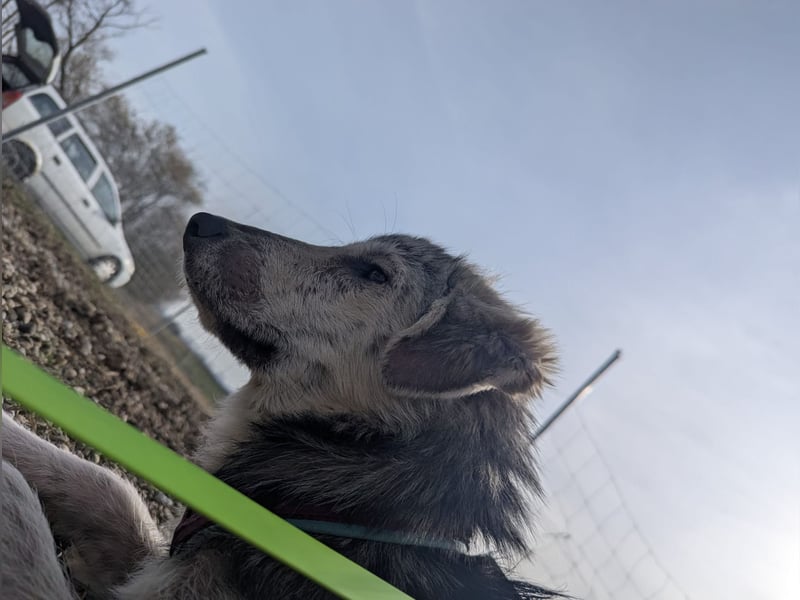 Hündin BELLI sucht ein liebevolles Zuhause