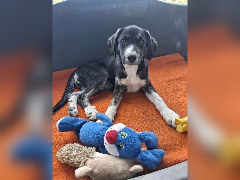 Junghündin HAZEL sucht ihr Glück