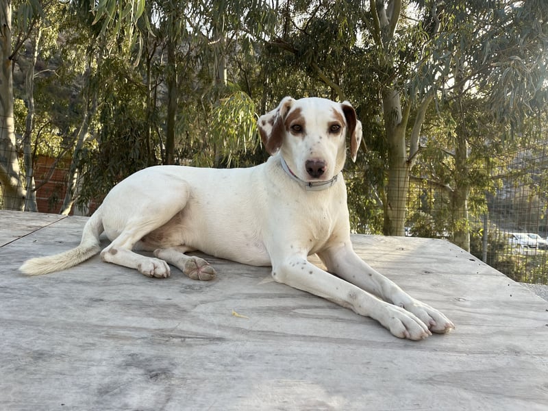 Rüde PLATON sucht sein Körbchen