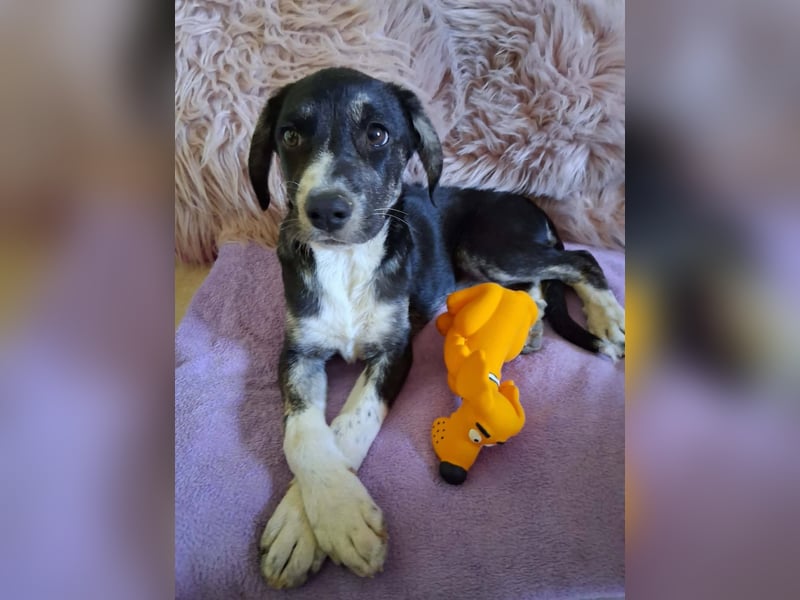 Junghündin HAZEL sucht ihr Glück