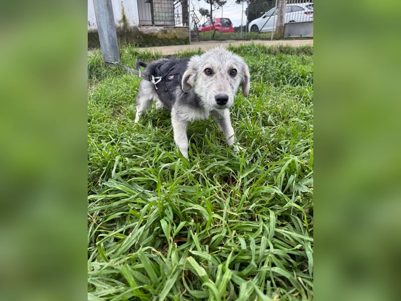 Hündin BELLI sucht ein liebevolles Zuhause