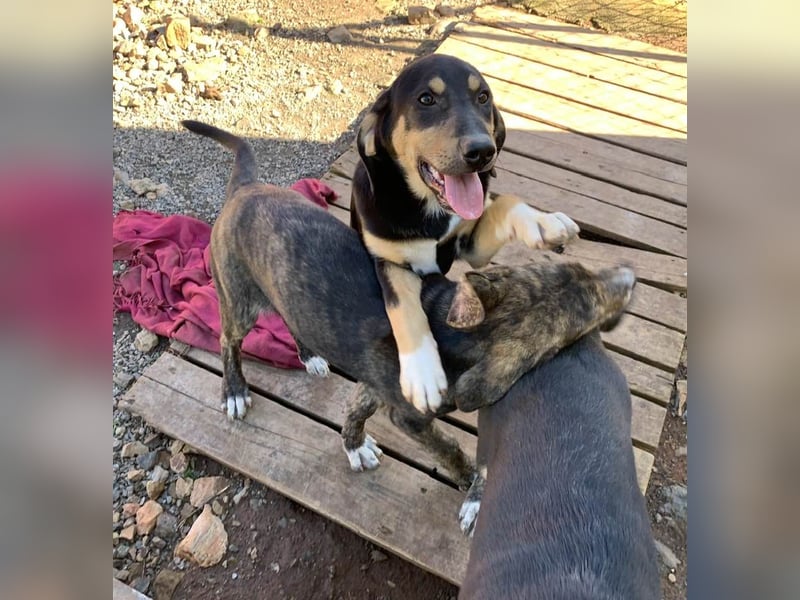 Hündin PENNY sucht ihr grosses Glück