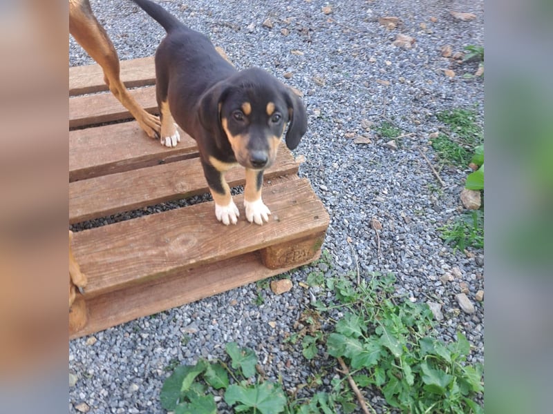 Hündin PENNY sucht ihr grosses Glück