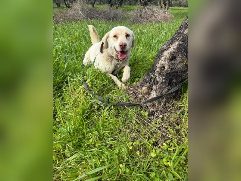 Hündin Mary sucht ein warmes Plätzchen