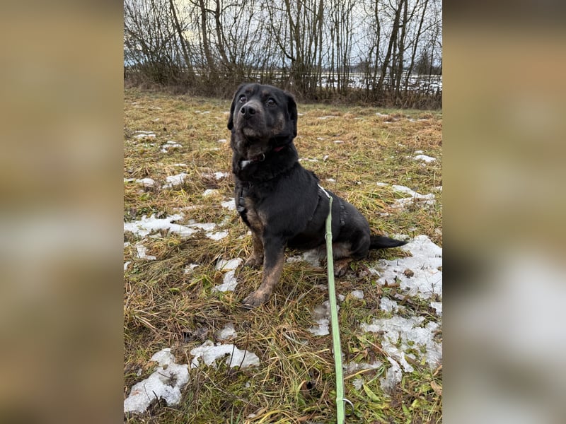 Hündin NALA eine sanfte Seele sucht ihr Zuhause