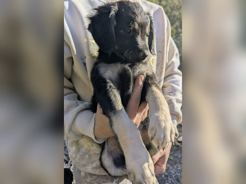 Hündin ANI sucht ihre Familie