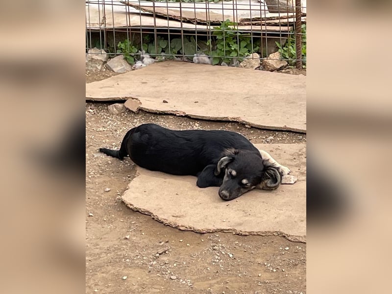 Hündin ANI sucht ihre Familie