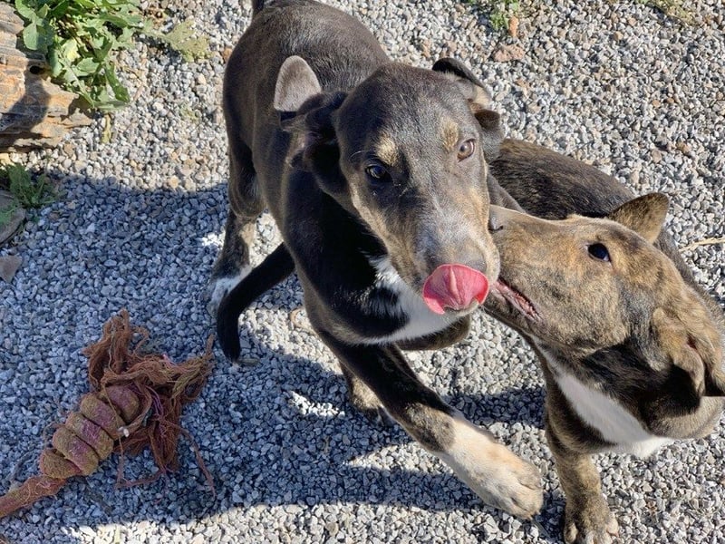 Rüde PARKER sucht seine neue Familie