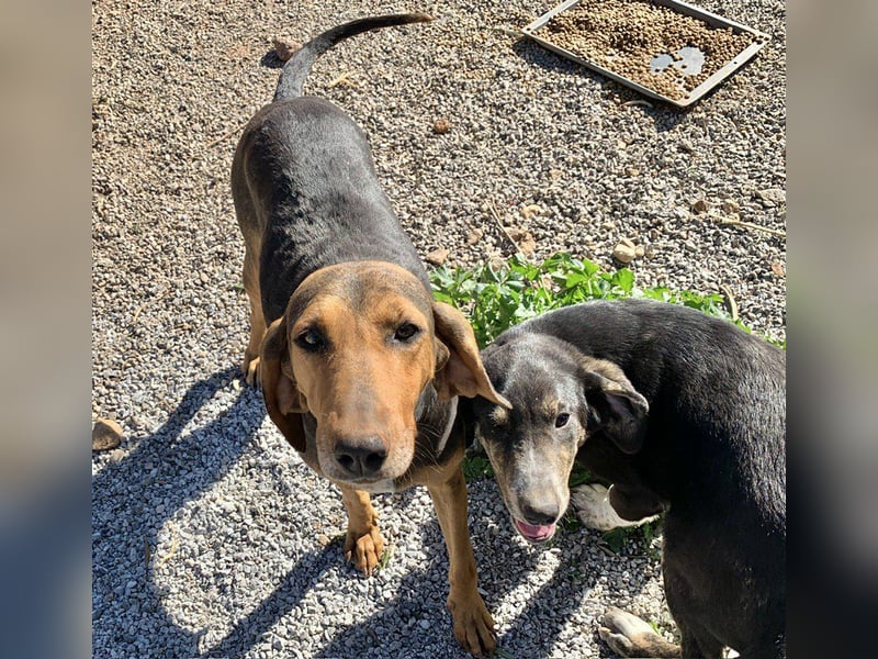 Rüde PARKER sucht seine neue Familie