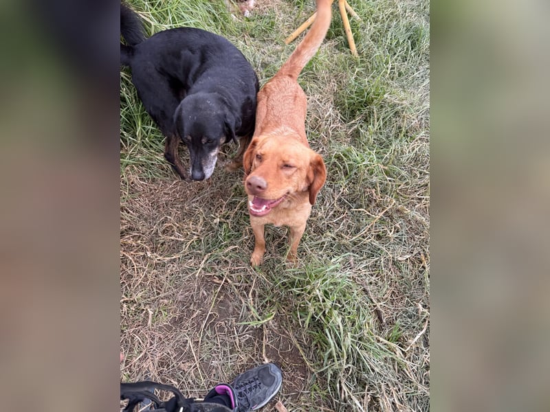 Hündin GRACE sucht ihr neues Zuhause