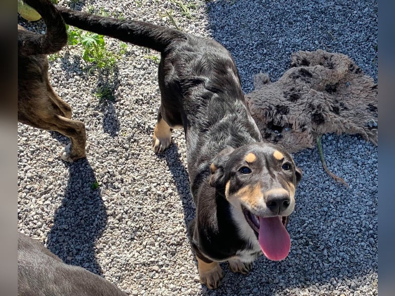 Hündin PAM sucht ihr Für-immer-Zuhause