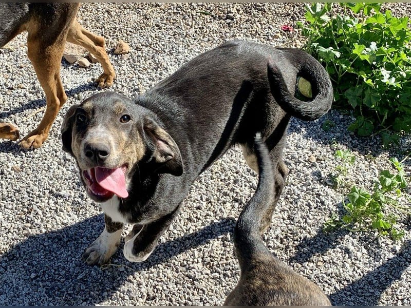 Rüde PARKER sucht seine neue Familie