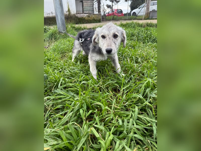 Hündin BELLI sucht ein liebevolles Zuhause